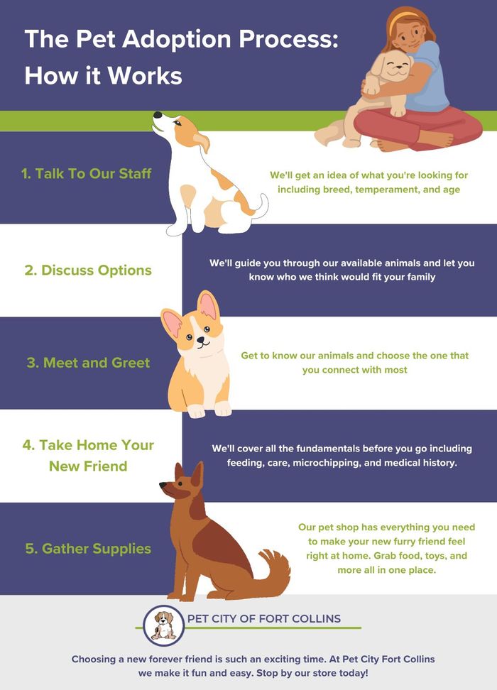 Steps to adopt a hot sale dog